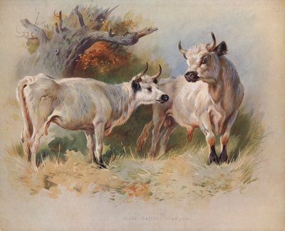 野生の牛、カドフ 作： Archibald Thorburn